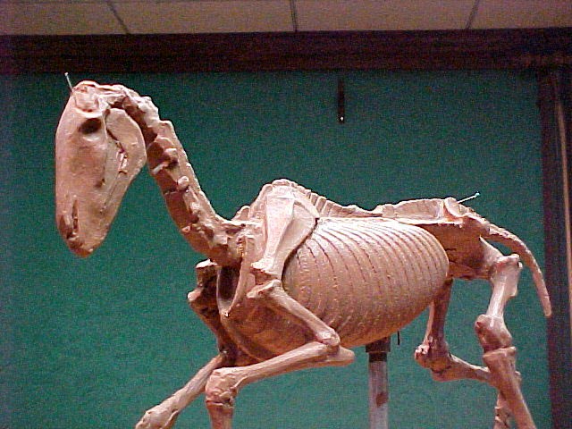 clay-horse-skeleton